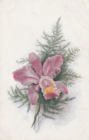 TUCKS ORCHID FLOWER POSTCARD